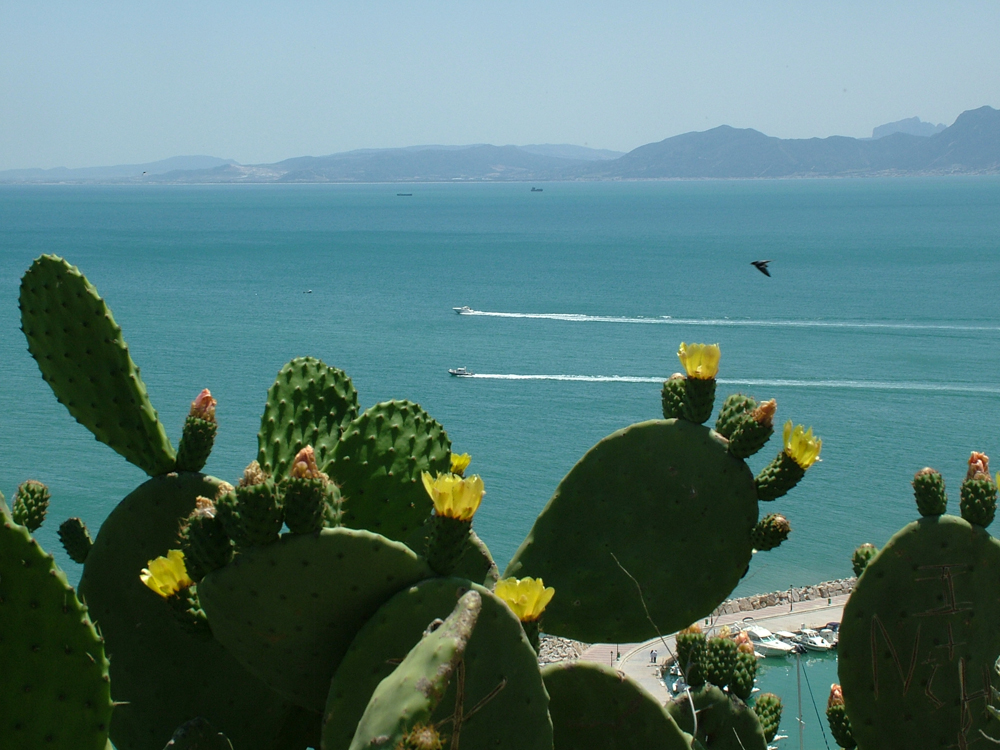 sidi bou (8)